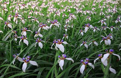 CDPR将结束对《巫师：昆特牌》的支持 团队转移其他项目